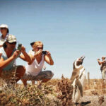 PENÍNSULA VALDES NORTE CON ESTACIA SAN LORENZO - DÍA COMPLETO