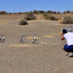PENÍNSULA VALDÉS AVENTURA - DÍA COMPLETO