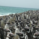 NAVEGACIÓN EN EL CANAL BEAGLE CON PINGÜINERA E ISLA MARTILLO - MEDIO DÍA