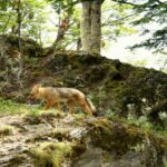 USHUAIA: PARQUE NACIONAL TIERRA DEL FUEGO - MEDIO DÍA