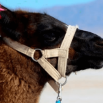 CARAVANA DE LLAMAS: VALLE DE MAIMARÁ - MEDIO DÍA