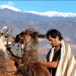 CARAVANA DE LLAMAS: ZANJAS TILCARA - DÍA COMPLETO