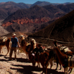 CARAVANA DE LLAMAS: ZANJAS - 2 DÍAS 1 NOCHE
