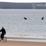TOUR EN BICICLETA PLAYERA POR EL DORDAILLO - MEDIO DÍA