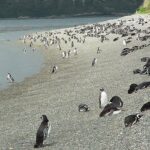 EXPERIENCIA CAMINATA EN PINGÜINERA - MEDIO DÍA