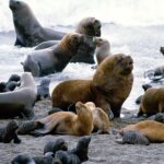 PENÍNSULA VALDES MÍSTICA - 5 DÍAS 4 NOCHES