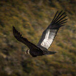 TORRES DEL PAINE: SAFARI FOTOGRÁFICO DE LA FAUNA Y LOS PAISAJES - 5 DÍAS 4 NOCHES