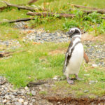 EXPERIENCIA NAVEGACIÓN Y CAMINATE EN PINGÜINERA - DÍA COMPLETO