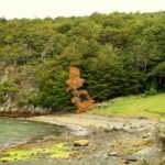 USHUAIA: PARQUE NACIONAL TIERRA DEL FUEGO CON TREKKING - MEDIO DÍA