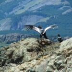 AVISTAJE DE AVES & TREKK - DÍA COMPLETO