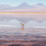 LAGUNA CEJAR, OJOS DEL SALAR & TEBENQUICHE - MEDIO DÍA