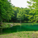 RESERVA NACIONAL MAGALLANES - MEDIO DÍA