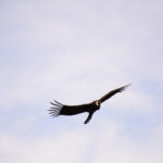 CÓNDORES DE LA PATAGONIA - MEDIO DÍA