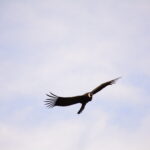 CONDORS OF PATAGONIA - HALF DAY