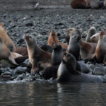 ISLAS MAGDALENA & MARTA : NAVEGACIÓN EN ZODIAC HACIA LA COLONIA DE PINGÜINOS - DÍA COMPLETO