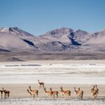 VIAJE POR LAS RUTAS ALTIPLÁNICAS - 5 DÍAS 4 NOCHES