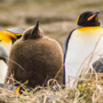 PARQUE PINGÜINO REY - DÍA COMPLETO