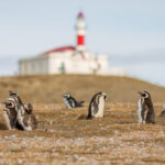ISLA MAGDALENA: NAVEGACIÓN EN CATAMARÁN HACIA LA COLONIA DE PINGÜINOS - MEDIO DÍA