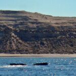 PUERTO PIRÁMIDES - MEDIO DÍA