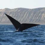 PUERTO PIRÁMIDES - DÍA COMPLETO