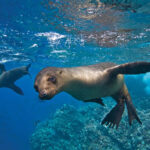 GOLFO NUEVO: BUCEO CON LEONES MARINOS - MEDIO DÍA