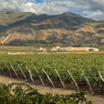 CAFAYATE: RUTA ORIENTAL DEL VINO - MEDIO DÍA