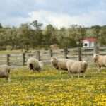 LA GRAN TRAVESÍA – ISLA DE TIERRA DEL FUEGO DESDE USHUAIA