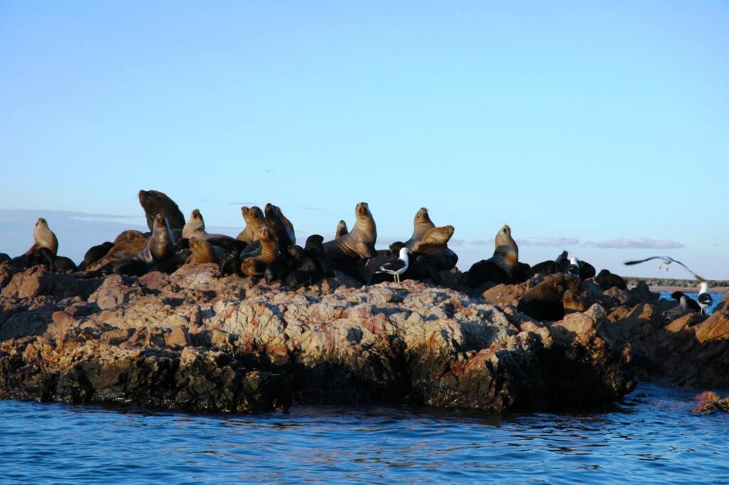 07-00-ISLAS-Y-FAUNA-16.jpg