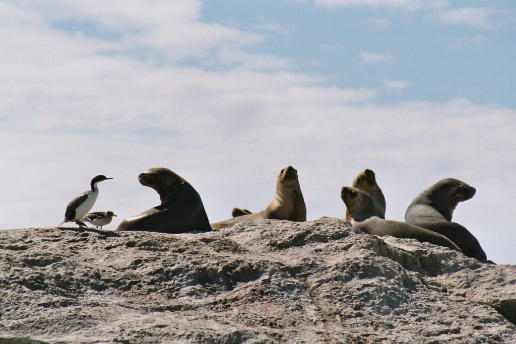 07-03-sea-lion-6.jpg