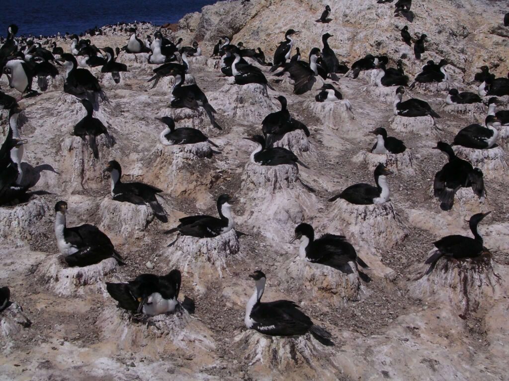 11-00-Cormoranes-5.jpg