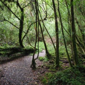 ALERCE ANDINO NATIONAL PARK - full-day