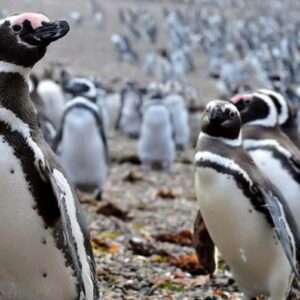 PUNTA TOMBO + CHUBUT RIVER LOWER VALLEY - full-day - PRIVATE