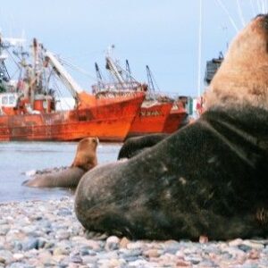 PUNTA TOMBO + CHUBUT RIVER LOWER VALLEY & RAWSON - full-day - PRIVATE