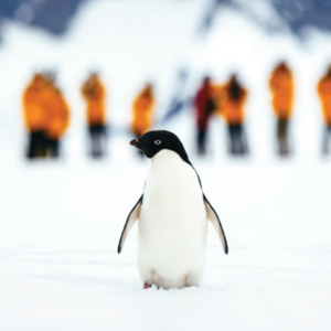 ANTARCTICA EXPRESS - FLIGHT + CRUISE - FROM PUNTA ARENAS - 7 DAYS