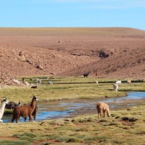 ASTRONOMICAL TOUR & ALTIPLANIC VILLAGES OF ALTO EL LOA - half-day