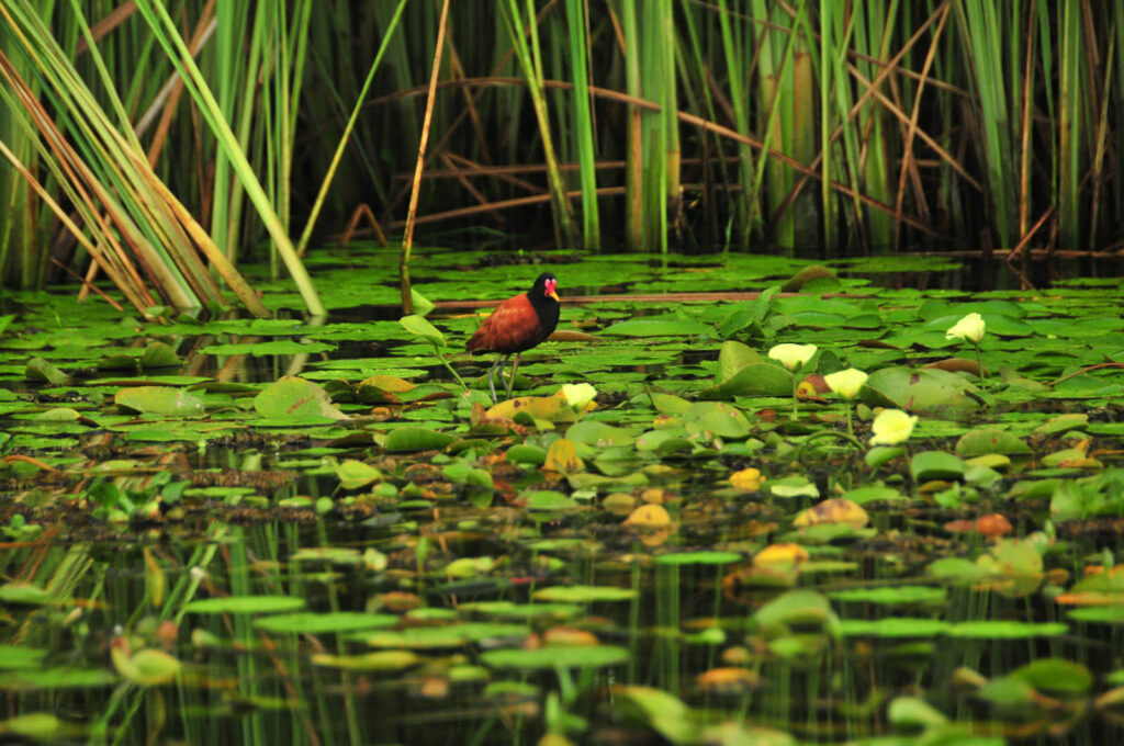 Avifauna_en_los_Esteros_del_Ibera.jpg