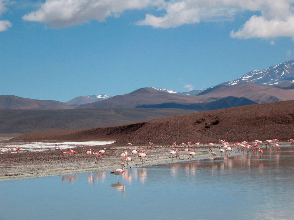 Flamencos_en_Laguna_Brava-4.jpg