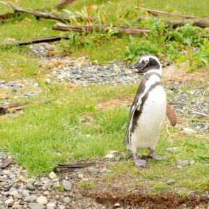 EXPERIENCE NAVIGATION AND WALKING WITH PENGUINS - full-day