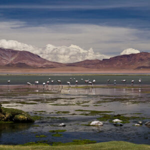 ATACAMA SALT FLAT, CHAXA & CEJAR LAGOONS - full-day