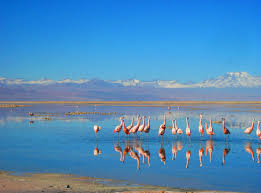 Los-Flamencos-Reserva.jpg