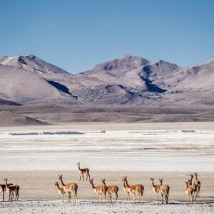 ALTIPLANIC ROAD TRIP - 5 DAYS 4 NIGHTS