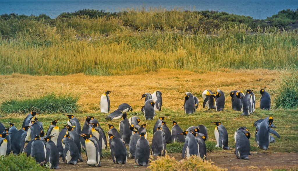 PN-Pinguino-Rey-en-grupo-ok.jpg