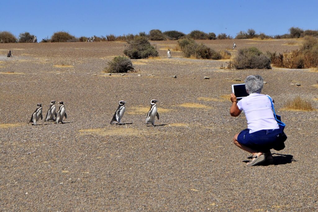 Puerto-Madryn-pinguinos-2-1.jpg