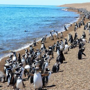 PUNTA TOMBO - full-day