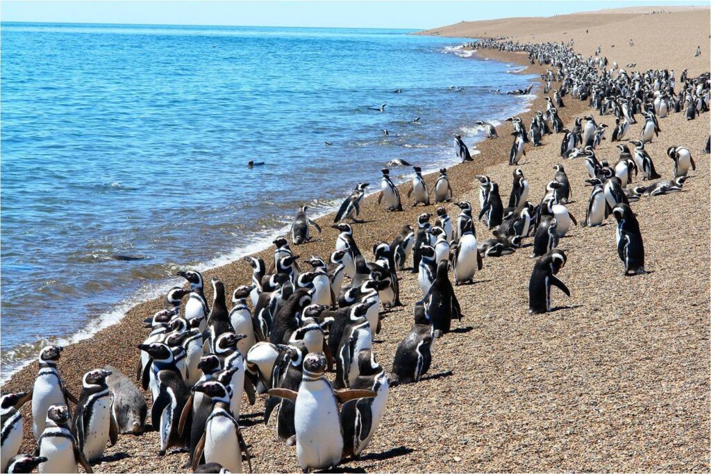 Puerto-Madryn-pinguinos-3-3.jpg