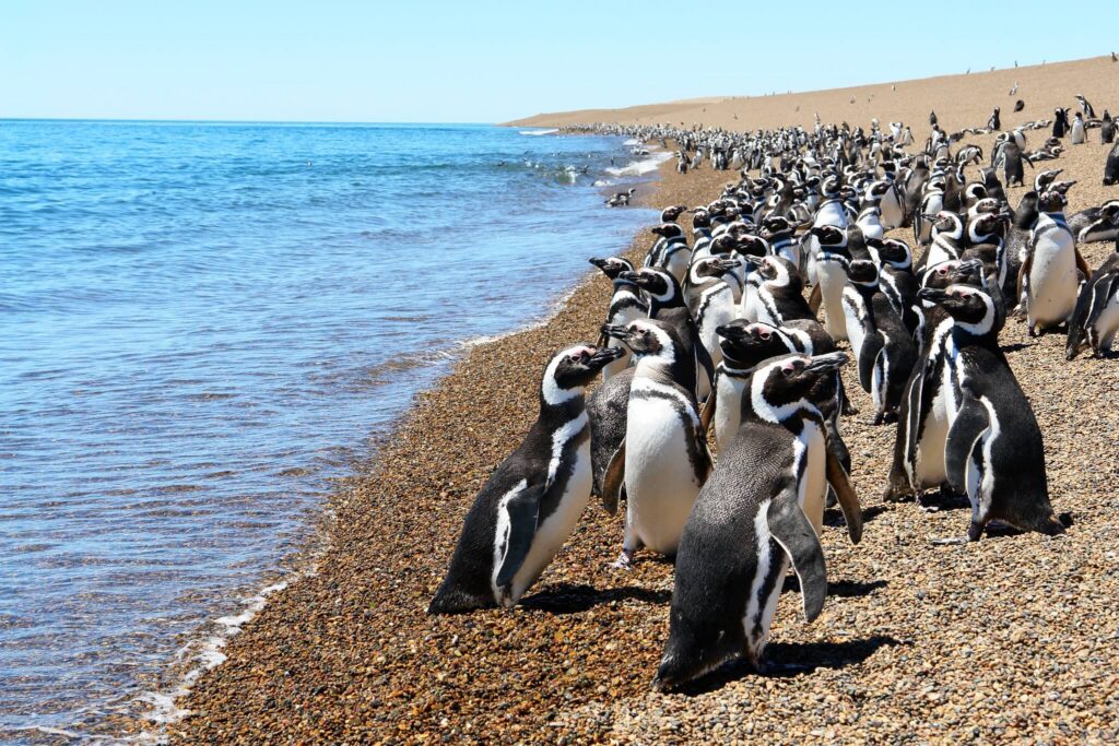 Puerto-Madryn-pinguinos-4-1.jpg
