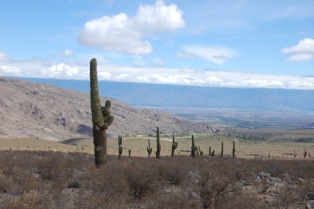 SALTA.jpg