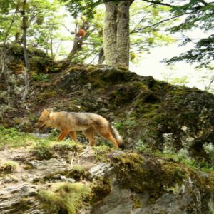 USHUAIA: PARQUE NACIONAL TIERRA DEL FUEGO - MEDIO DÍA