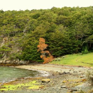 USHUAIA: PARQUE NACIONAL TIERRA DEL FUEGO CON TREKKING - MEDIO DÍA