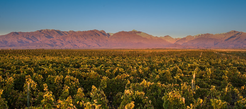 Vineyard-1-L.jpg
